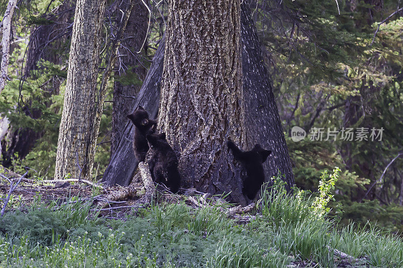 美国黑熊(Ursus americanus)是一种中等体型的熊，原产于北美，常见于黄石国家公园。年轻的幼崽。玩。